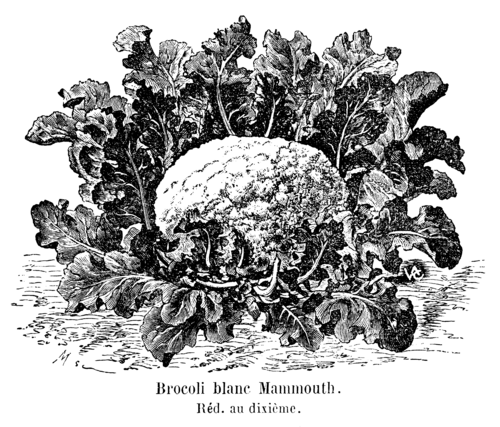 Broccoli