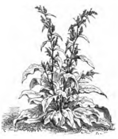 Spinach