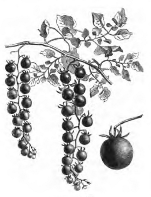 Tomato