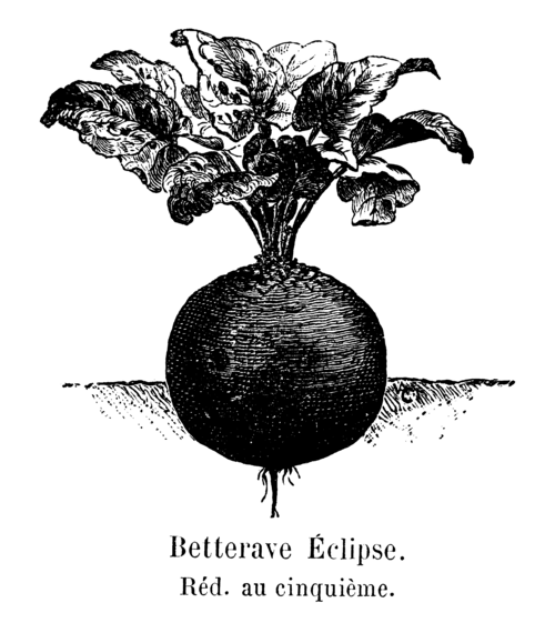 Beet
