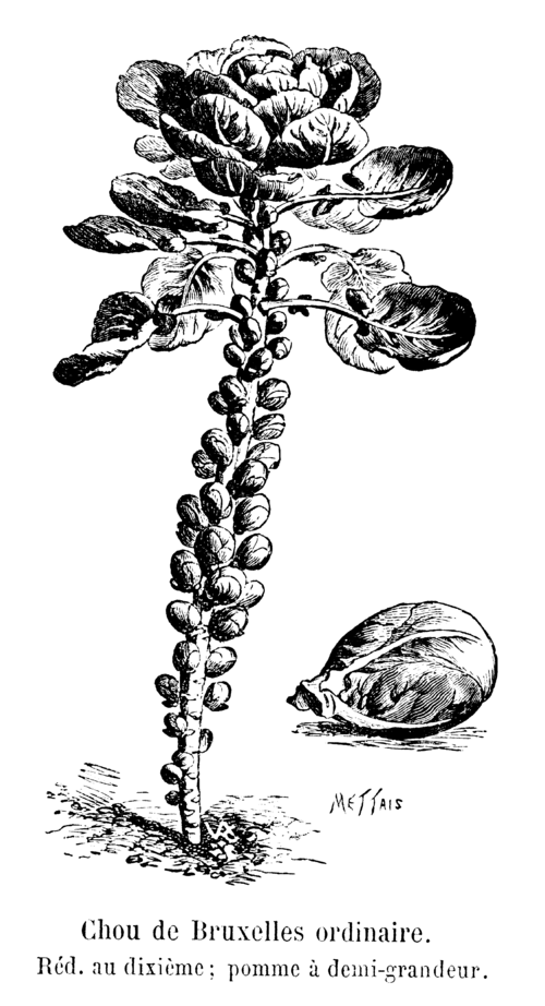 Brussels Sprouts