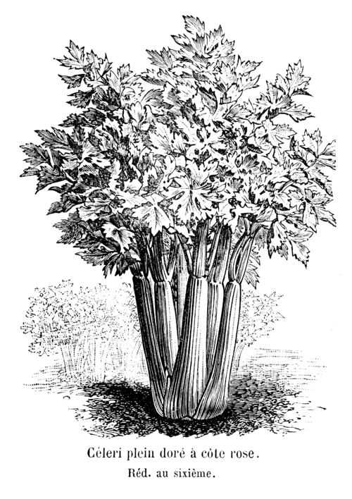 Celery
