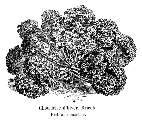 Kale