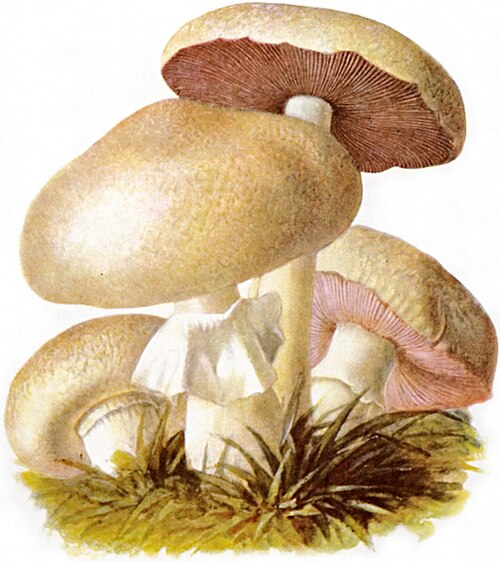 Shiitake